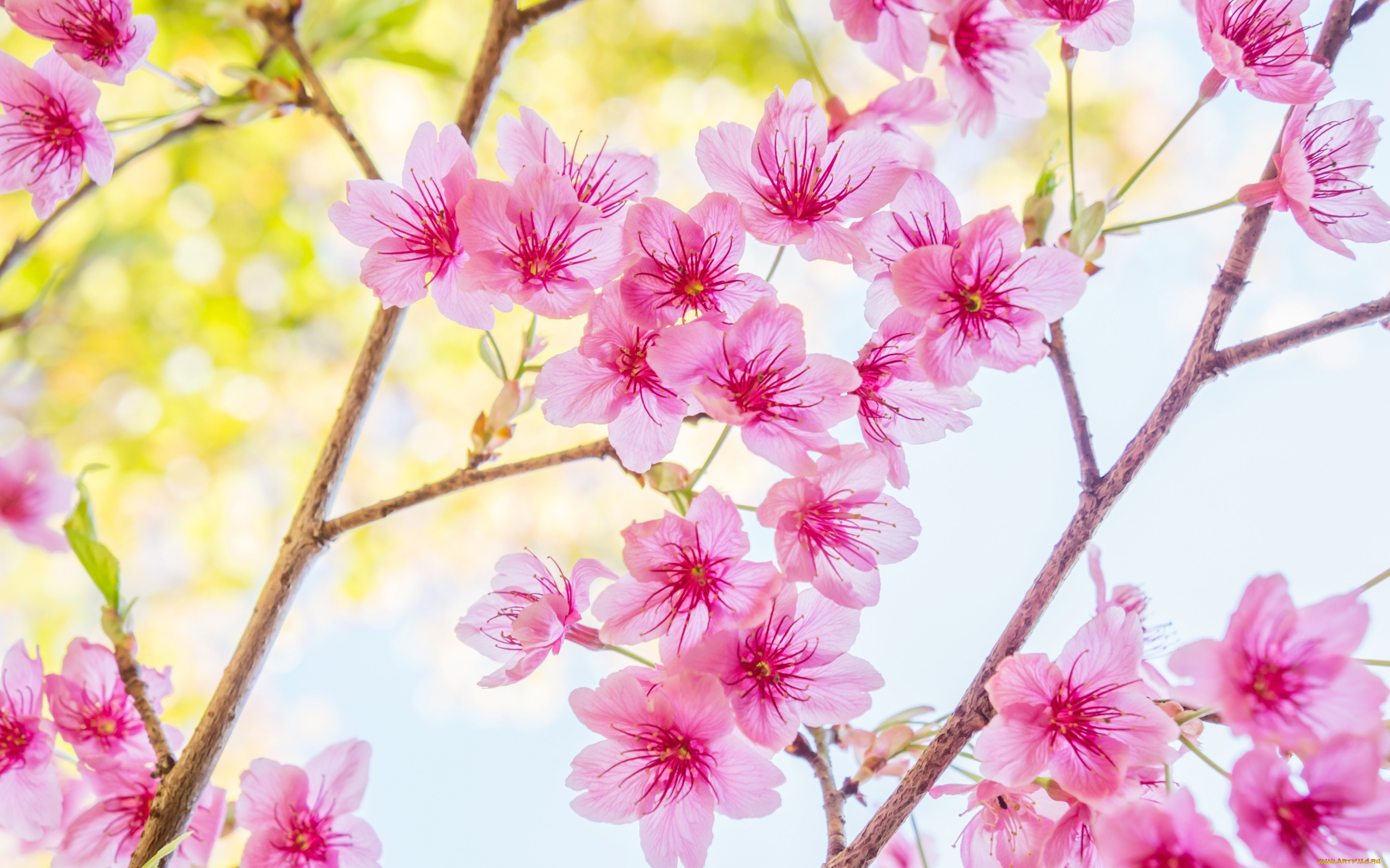 , ,  , spring, bloom, cherry, blossom, sakura, , , pink, 
